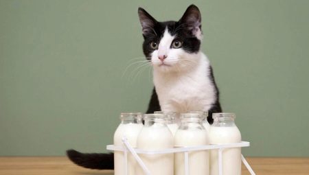 Можно ли кошкам молоко и какие существуют ограничения?
