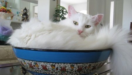 Обзор белых кошек породы турецкая ангора