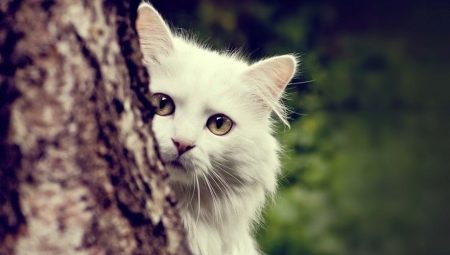Описание ангорских кошек, особенности их содержания и кормления