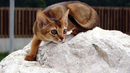 Описание характера и повадок абиссинских кошек 