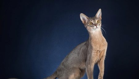 Описание и содержание абиссинских кошек голубого окраса
