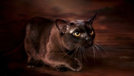 Описание и содержание бурманских кошек шоколадного окраса
