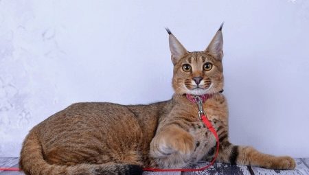 Описание и содержание кошек породы каракет