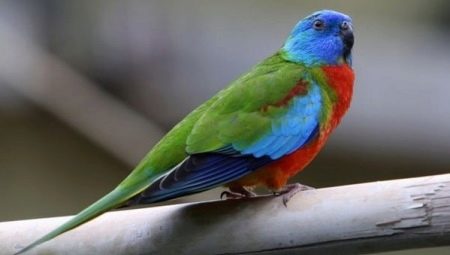 Описание видов травяных попугаев и правила их содержания