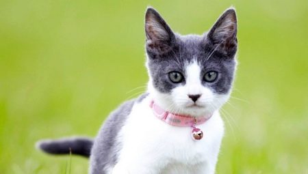 Ошейники для кошек: виды, выбор и особенности использования