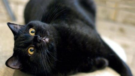 Кошки породы британец черные thumbnail