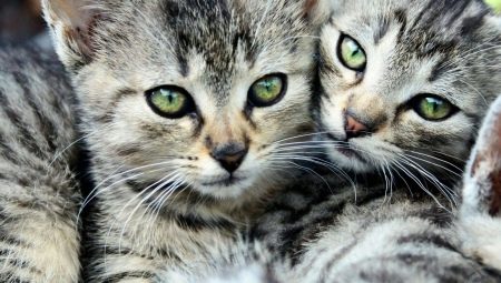 Полосатые коты: особенности, породы, выбор и уход