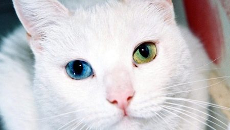Породы кошек с глазами разного цвета и особенности их здоровья