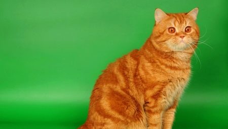 Фото рыжих кошек британской породы фото thumbnail