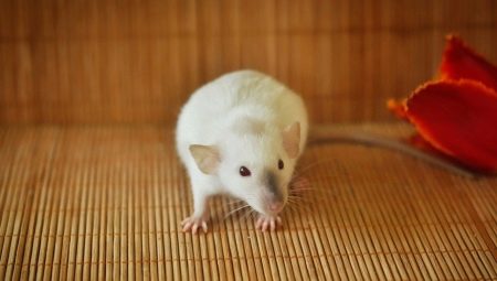Сиамская крыса: особенности и уход в домашних условиях