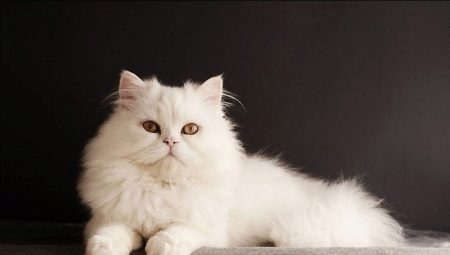 Сибирские кошки белого окраса: описание породы и особенности ухода