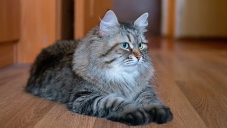 Сибирские кошки серого окраса: характеристика и особенности ухода