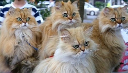 Сколько живут персидские кошки?