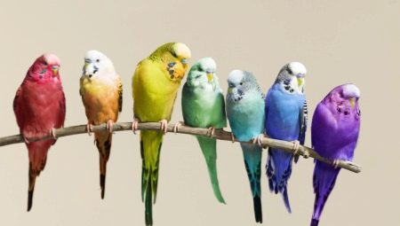 Сколько живут попугаи?