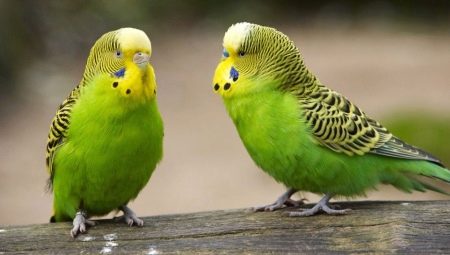 Сколько живут волнистые попугаи?