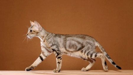 Сококе: описание породы кошек, особенности содержания и выбор клички