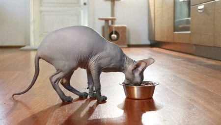 Советы по выбору корма для котов породы сфинкс