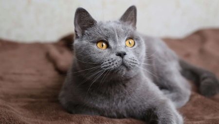 Список имен для британских котов серого цвета