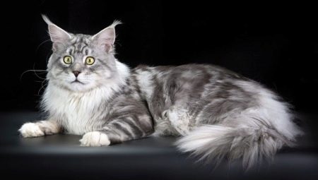 Сравнение мейн-кунов с обычными кошками 