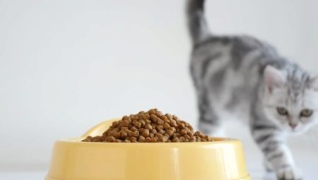 Сравнение сухих кормов для кошек