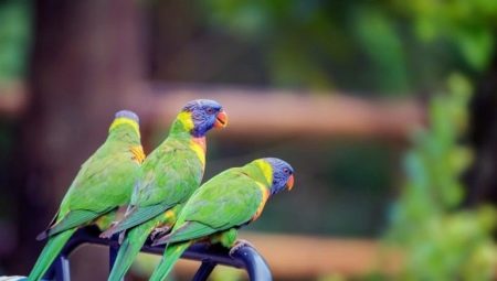 Виды попугаев средних размеров и правила их содержания