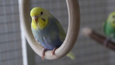 Все, что нужно знать о радужных волнистых попугаях 