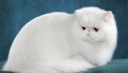 Все о белых персидских кошках и котах