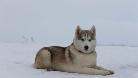 Аляскинский хаски: особенности породы и выращивание 