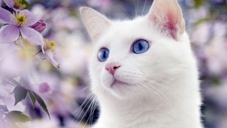 Белые кошки с голубыми глазами: характерна ли для них глухота и какими они бывают?