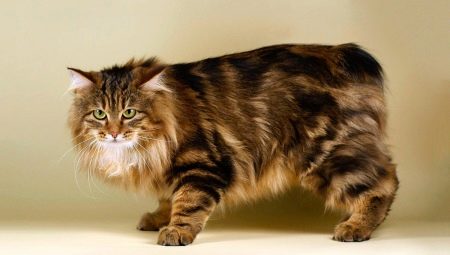 Бесхвостые кошки: популярные породы и правила их содержания