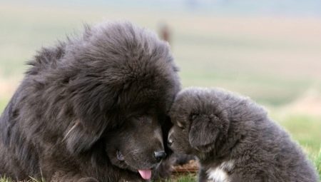 Большие пушистые собаки: характеристика, разновидности, выбор и уход