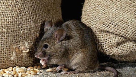 Боязнь мышей: описание недуга и способы избавления