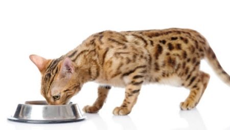 Чем кормить бенгальского котенка и взрослого кота?