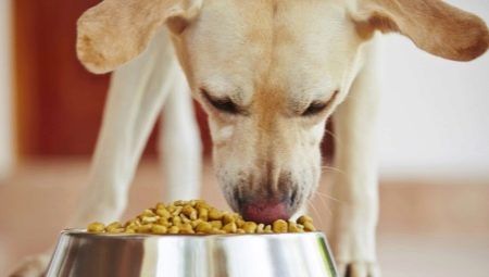 Как и чем кормить дворовую собаку в домашних условиях?