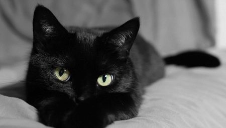Как назвать кошку и кота черного цвета?