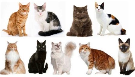Как определить породу кошек и котов? 