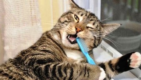 Как понять, что у котенка режутся зубы
