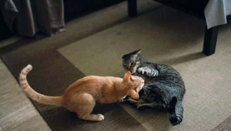 Как подружить кошек между собой в квартире?