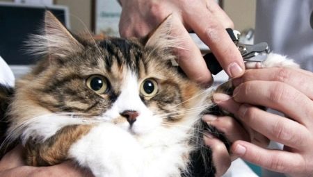 Как подстричь когти кошке и коту?