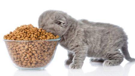 Какая норма корма для котенка в день?