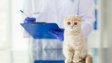 Кастрация и стерилизация шотландских котов и кошек: особенности и возраст