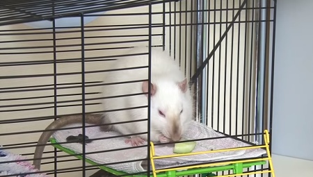 Клетки для крыс своими руками: варианты и пошаговая инструкция
