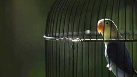 Клетки для попугая: требования, виды, правила выбора