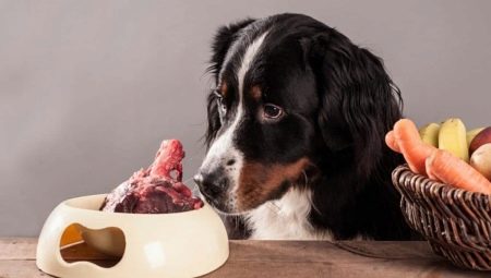 Кости для собак: какие можно давать и какими нельзя кормить?