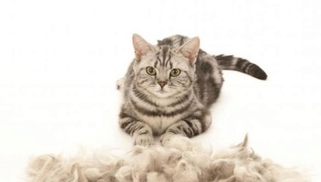 Кот сильно линяет: причины и способы решения проблемы