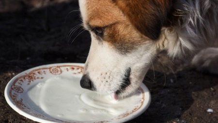 Можно ли давать молоко собакам и как правильно это делать? 