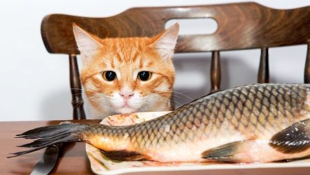 сиамская кошка ест рыбу