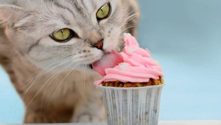 Можно ли котам сладкое и почему?