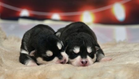 Новорожденные щенки хаски: описание и уход