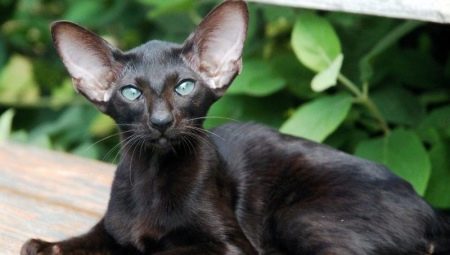 Описание и условия содержания черных ориентальных кошек 